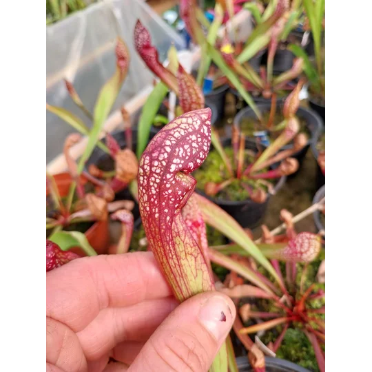 Sarracenia x wrigleyana 'SCARLET BELLE' (S. leucophylla x psittacina)