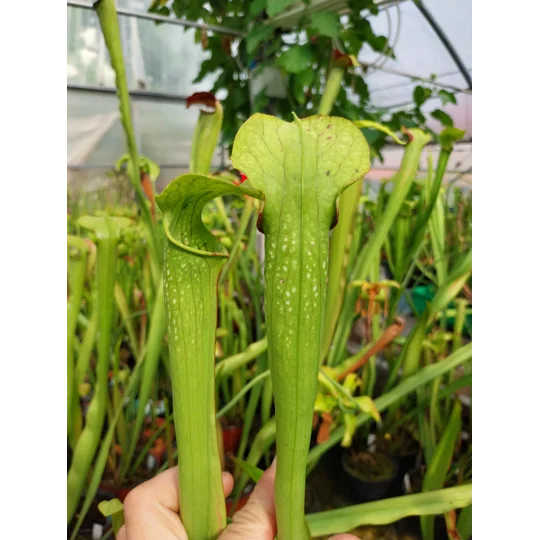 Sarracenia x excellens (S. leucophylla x minor var. okeefenokeensis)