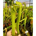 Sarracenia x excellens (S. leucophylla x minor var. okeefenokeensis)