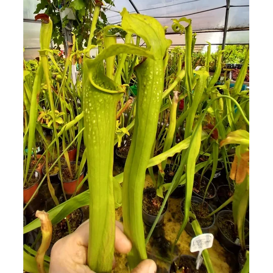 Sarracenia x excellens (S. leucophylla x minor var. okeefenokeensis)