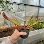 Sarracenia x wrigleyana 'SCARLET BELLE' (S. leucophylla x psittacina)