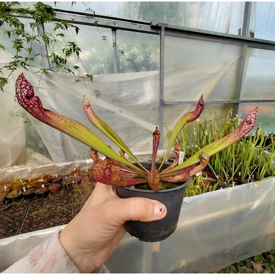 Sarracenia x wrigleyana 'SCARLET BELLE' (S. leucophylla x psittacina)