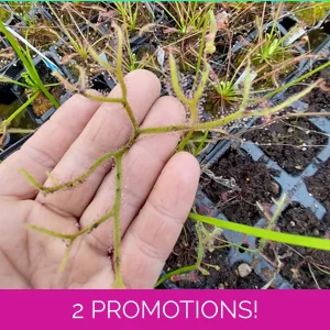 Drosera binata f. extrema
