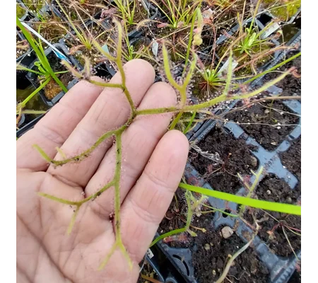 Drosera binata f. extrema