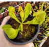 Sarracenia purpurea subsp. purpurea f. heterophylla
