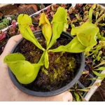 Sarracenia purpurea subsp. purpurea f. heterophylla