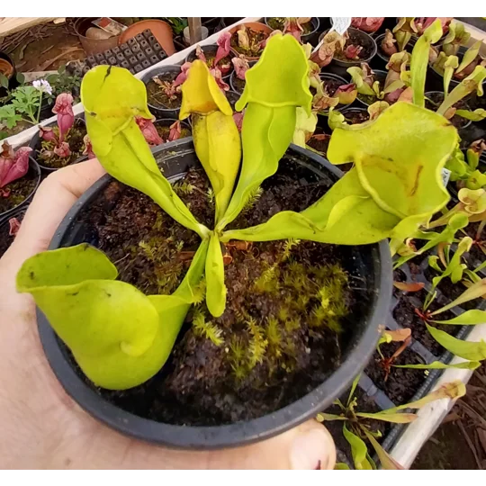 Sarracenia purpurea subsp. purpurea f. heterophylla