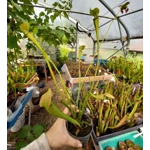 Sarracenia rubra subsp. jonesii