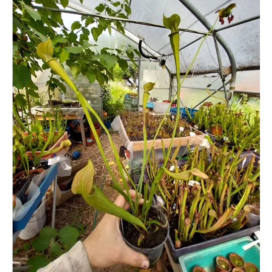 Sarracenia rubra subsp. jonesii