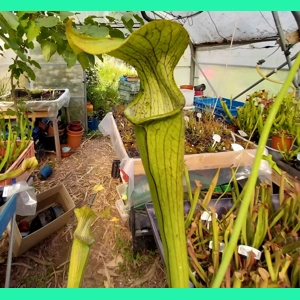 Sarracenia rubra subsp...