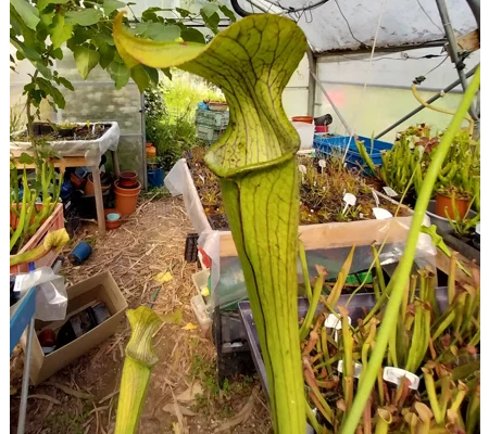 Sarracenia rubra subsp. jonesii