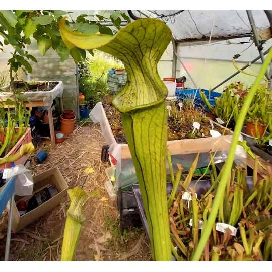 Sarracenia rubra subsp. jonesii