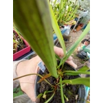 Sarracenia rubra subsp. jonesii