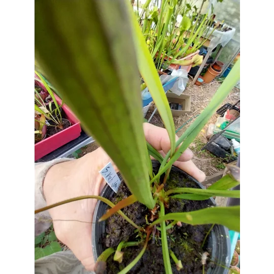Sarracenia rubra subsp. jonesii