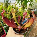 Sarracenia x chelsonii 'MAROON'