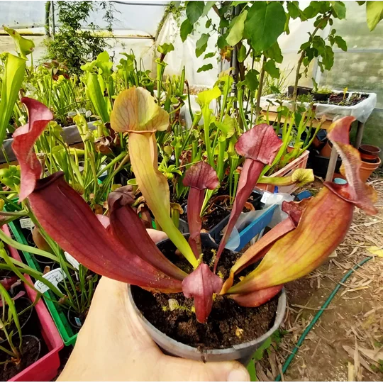 Sarracenia x chelsonii 'MAROON'