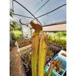 Sarracenia rubra subsp. rubra