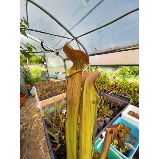 Sarracenia rubra subsp. rubra