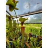 Sarracenia flava var. rubricorpora F22MK, Appalachicola NF, Fl.