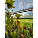 Sarracenia flava var. rubricorpora F22MK, Appalachicola NF, Fl.
