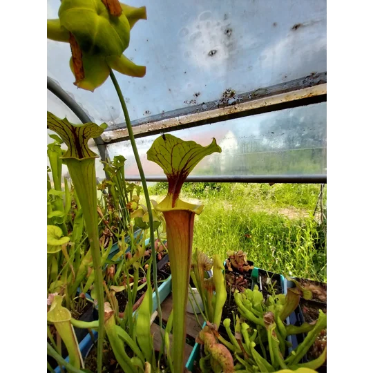 Sarracenia flava var. rubricorpora F22MK, Appalachicola NF, Fl.