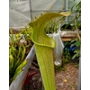 Sarracenia rubra subsp. wherryi