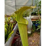 Sarracenia rubra subsp. wherryi