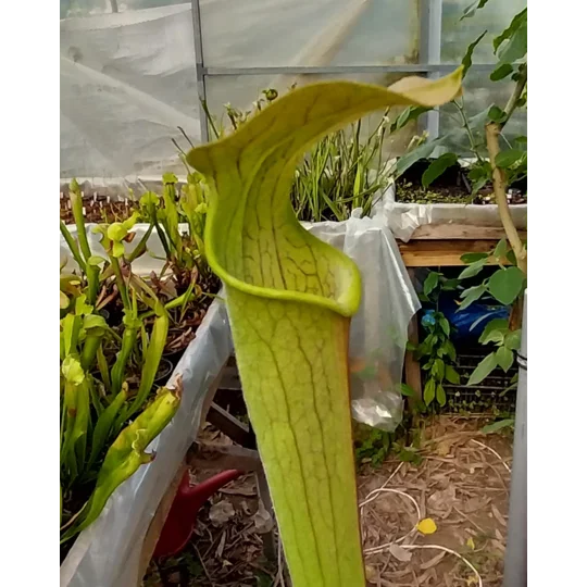 Sarracenia rubra subsp. wherryi