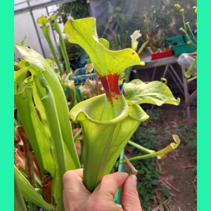 Sarracenia flava var. r..