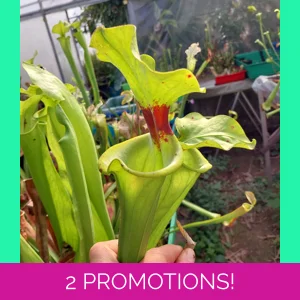 Sarracenia flava var. r..