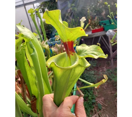 Sarracenia flava var. rugelii F120B MS