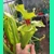 Sarracenia flava var. rugelii F120B MS Sarracenia flava var. rugelii F120B MS