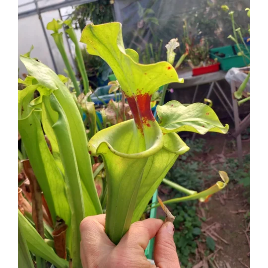 Sarracenia flava var. rugelii F120B MS