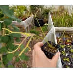 Drosera binata f. extrema
