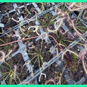Drosera binata 'GHOST'