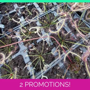 Drosera binata 'GHOST'