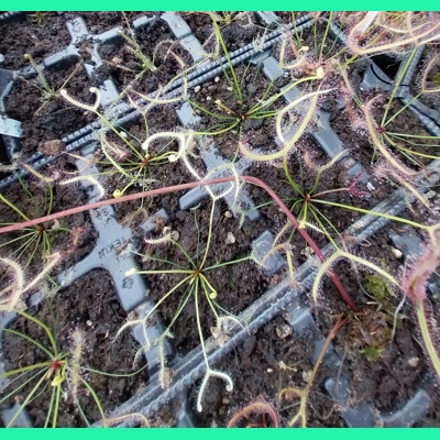 Drosera binata 'GHOST'