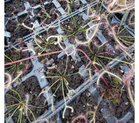 Drosera binata 'GHOST'