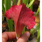 Sarracenia x mitchelliana 'KGB'