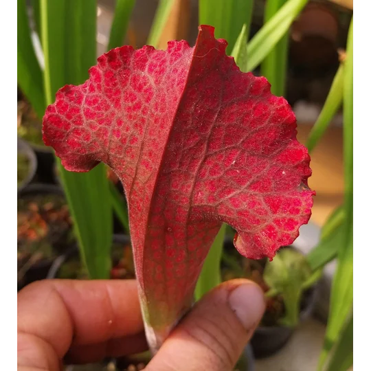 Sarracenia x mitchelliana 'KGB'