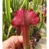 Sarracenia x mitchelliana 'KGB'