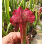 Sarracenia x mitchelliana 'KGB'