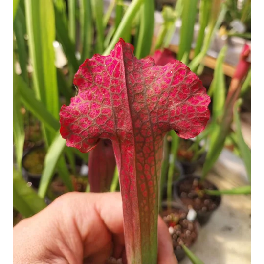 Sarracenia x mitchelliana 'KGB'