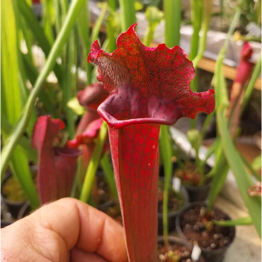 Sarracenia x mitchelliana 'KGB'