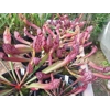 Sarracenia x wrigleyana 'SCARLET BELLE' (S. leucophylla x psittacina)