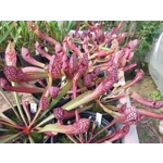 Sarracenia x wrigleyana 'SCARLET BELLE' (S. leucophylla x psittacina)