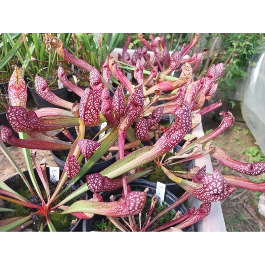 Sarracenia x wrigleyana 'SCARLET BELLE' (S. leucophylla x psittacina)