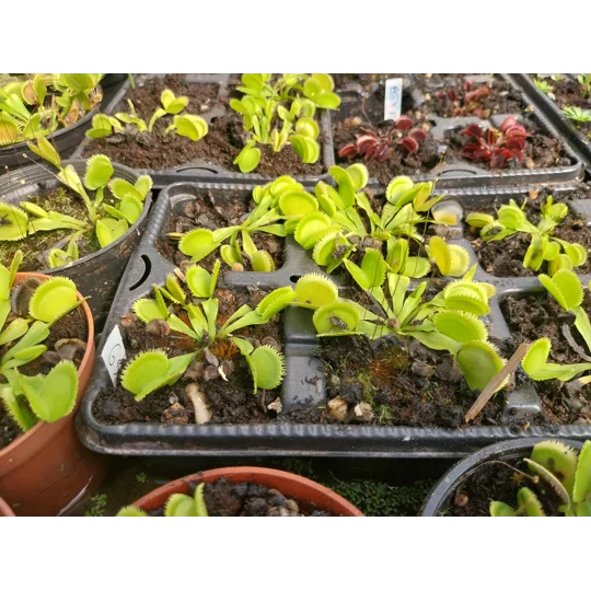GREEN SAWTOOTH Dionaea muscipula
