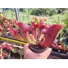 Sarracenia purpurea 'EVELINA', lipless