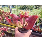 Sarracenia purpurea 'EVELINA', lipless